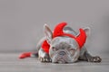 Cute French Bulldog dog wearing red devil horns, tail and bow tie Halloween costume Royalty Free Stock Photo