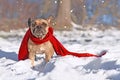 French Bulldog dog wearing warm red winter scarf standing in snow in winter Royalty Free Stock Photo