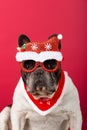 Cute french bulldog dog wears christmas glasses and sits isolated on red background, pet and animal concept Royalty Free Stock Photo