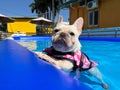 Cute French Bulldog enjoying a sunny day in the swimming pool