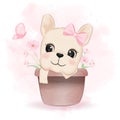 Cute French Bulldog in flower pot Royalty Free Stock Photo