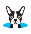 Cute French bulldog on the hole, watching, vector illustration