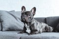 Cute french bulldog lying