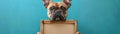 Adorable French Bulldog Holding Blank Wood Frame for Custom Message Against a Vibrant Blue Background