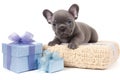 Cute French bulldog puppy lies looking at the camera with gifts on a white isolated background. New Year holidays Royalty Free Stock Photo