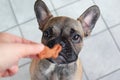 Cute French Bulldog puppy looking at easter bunny shaped dog treat cookie Royalty Free Stock Photo