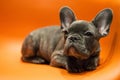 Cute french bulldog puppy lying on a bright contrasting background looks ahead with interest Royalty Free Stock Photo