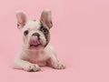 French bulldog puppy lying down on a pink background licking its nose