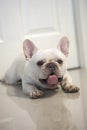 Cute french bulldog puppy nap stay at home Royalty Free Stock Photo