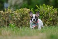 Cute french bulldog puppy outside on grass. Small pet. Best friend. Royalty Free Stock Photo