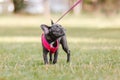 Cute French bulldog puppy in pink collar at the park. Pretty dog Royalty Free Stock Photo