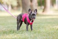 Cute French bulldog puppy in pink collar at the park. Pretty dog Royalty Free Stock Photo