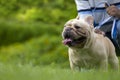 Cute french bulldog puppy is playing outside in the lawn on leash with owner in the dog park with copy space Royalty Free Stock Photo