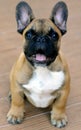 Cute french bulldog puppy portrait Royalty Free Stock Photo