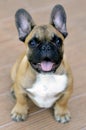 Cute french bulldog puppy portrait Royalty Free Stock Photo