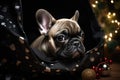 Cute french bulldog puppy sits in a gift bag against the background of a Christmas tree and looks at the camera. New Royalty Free Stock Photo