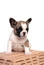 French bulldog puppy sits on a wooden crate on a white background. Royalty Free Stock Photo