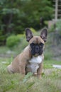 Cute french bulldog puppy