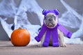 Cute French Bulldog puppy wearing funny Halloween octopus dog costume in front of traditional background with pumpkin