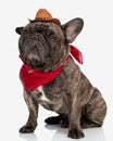 cute french bulldog puppy wearing red bandana and cowboy hat Royalty Free Stock Photo