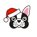 Cute French bulldog in santa claus hat