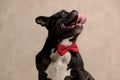 Cute french bulldog sitting and sticking out his tongue Royalty Free Stock Photo