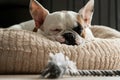 Cute French bulldog sleeping - too tired to play Royalty Free Stock Photo