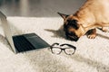 Cute french bulldog smelling carpet near laptop and glasses.