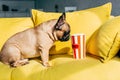 Cute french bulldog smelling tasty popcorn in bucket while sitting on yellow sofa.
