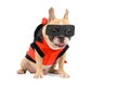 Cute french bulldog with a super hero costume isolated on white