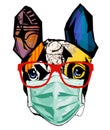 Cute French bulldog with surgical mask