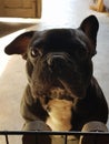 Cute French bulldog