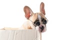 Cute french bulldog wear sunglass biting paper box Royalty Free Stock Photo
