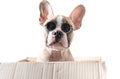 Cute french bulldog wear sunglass in paper box Royalty Free Stock Photo