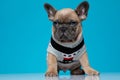 Cute french bulldog wearing costume