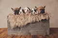 cute french bulldogs puppies resting