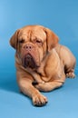 Cute French Mastiff/ Dogue De Bordeaux Royalty Free Stock Photo