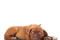 Cute french mastiff lies down Royalty Free Stock Photo