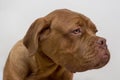 Cute french mastiff puppy  on a white background. Bordeaux mastiff or bordeauxdog. Five month old Royalty Free Stock Photo