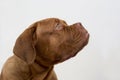 Cute french mastiff puppy isolated on a white background. Bordeaux mastiff or bordeauxdog. Five month old Royalty Free Stock Photo