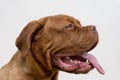 Cute french mastiff puppy with a lolling tongue. Bordeaux mastiff or bordeauxdog. Five month old Royalty Free Stock Photo