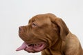 Cute french mastiff puppy with a lolling tongue. Bordeaux mastiff or bordeauxdog. Five month old Royalty Free Stock Photo