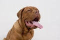 Cute french mastiff puppy with a lolling tongue. Bordeaux mastiff or bordeauxdog. Five month old. Royalty Free Stock Photo