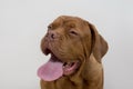 Cute french mastiff puppy with a long tongue. Bordeaux mastiff or bordeauxdog. Five month old Royalty Free Stock Photo