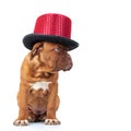Cute french mastiff puppy wearing red hat looks to side Royalty Free Stock Photo