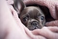 Cute Frenchie Closeup: Little French Bulldog Face Showing Out. Generative By Ai