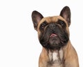 cute frenchie dog with tongue exposed panting and looking forward