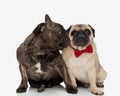 cute frenchie puppy kissing his elegant pug partner while sitting Royalty Free Stock Photo