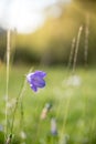 Cute fresh flowers in spring, colourful summer wildflowers meadow Royalty Free Stock Photo