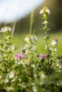 Cute fresh flowers in spring, colourful summer wildflowers meadow Royalty Free Stock Photo